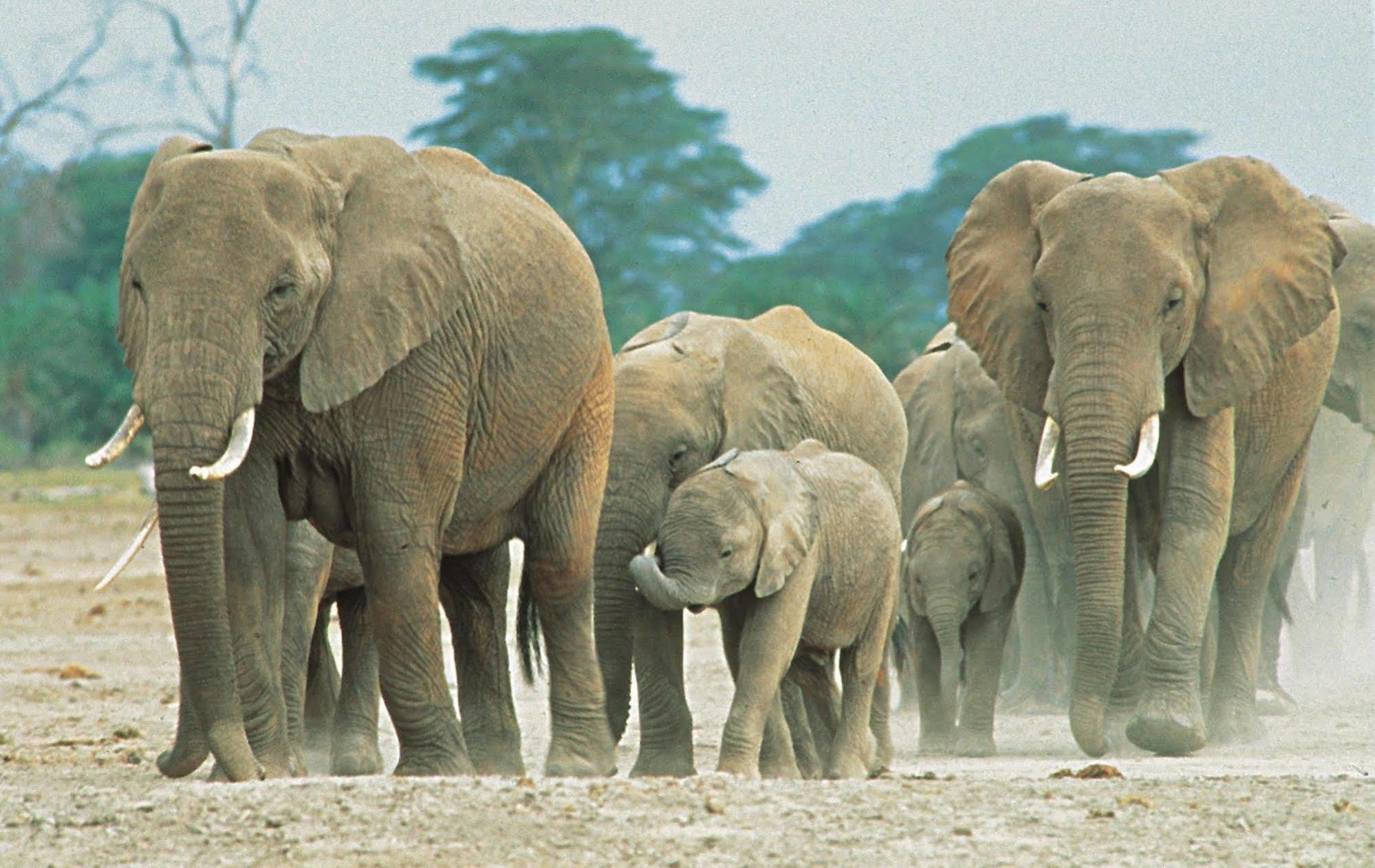 Sarova Shaba Game Lodge Archers Post Εξωτερικό φωτογραφία
