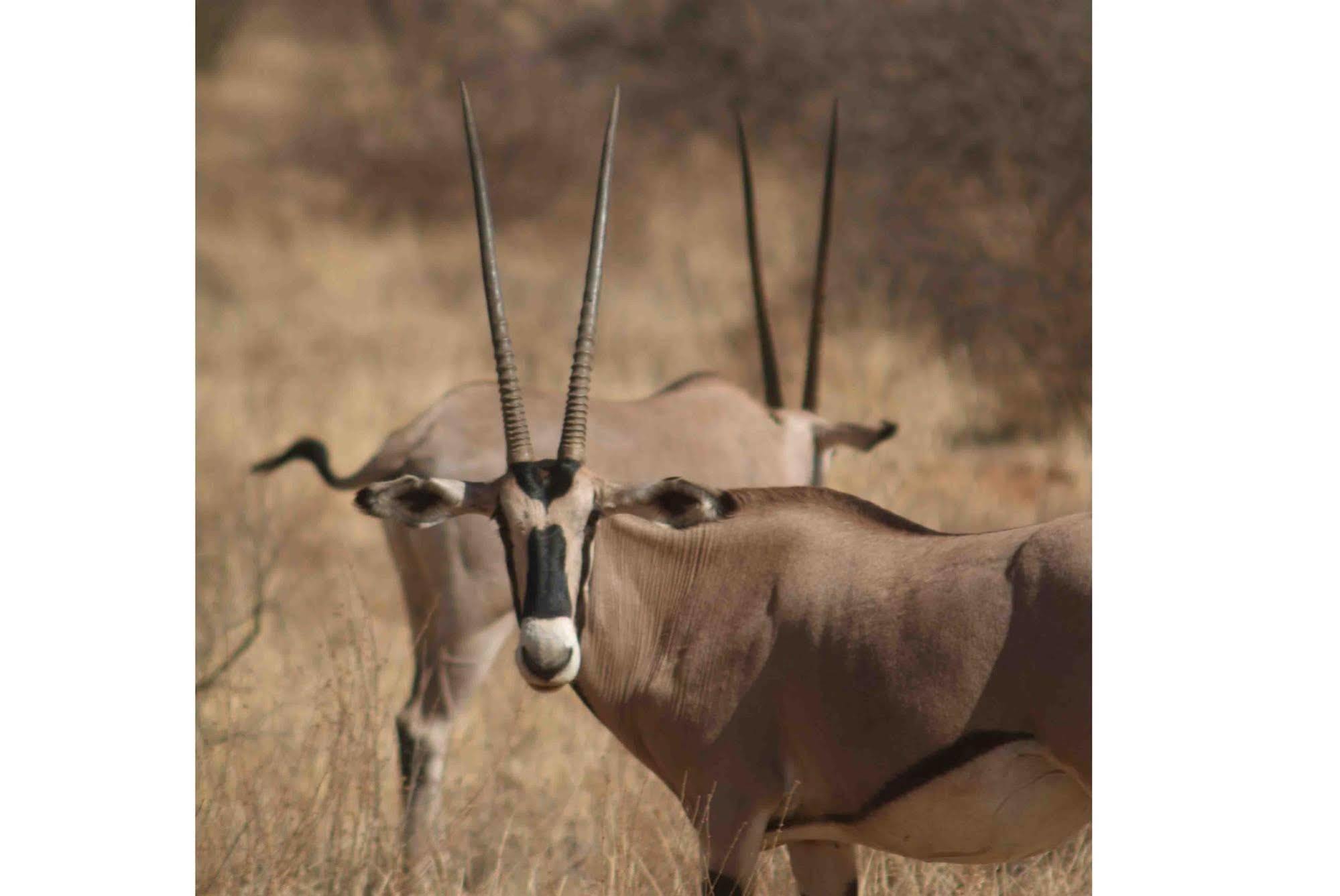 Sarova Shaba Game Lodge Archers Post Εξωτερικό φωτογραφία